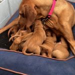 hungarian vizsla puppies for sale