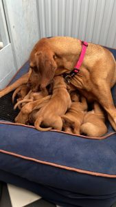 hungarian vizsla puppies for sale