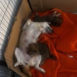 Japanese Shiba Inu puppies for sale