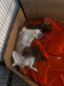 Japanese Shiba Inu puppies for sale