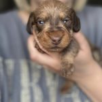 image of dogs used for breeding