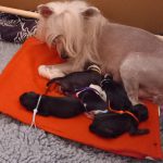 image of dogs used for breeding