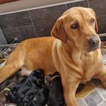 image of dogs used for breeding