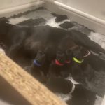 staffordshire bull terrier puppies for sale