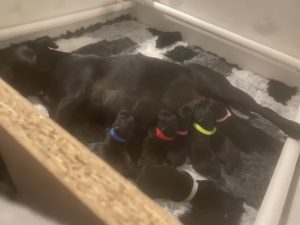 staffordshire bull terrier puppies for sale