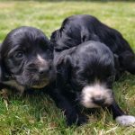 image of dogs used for breeding