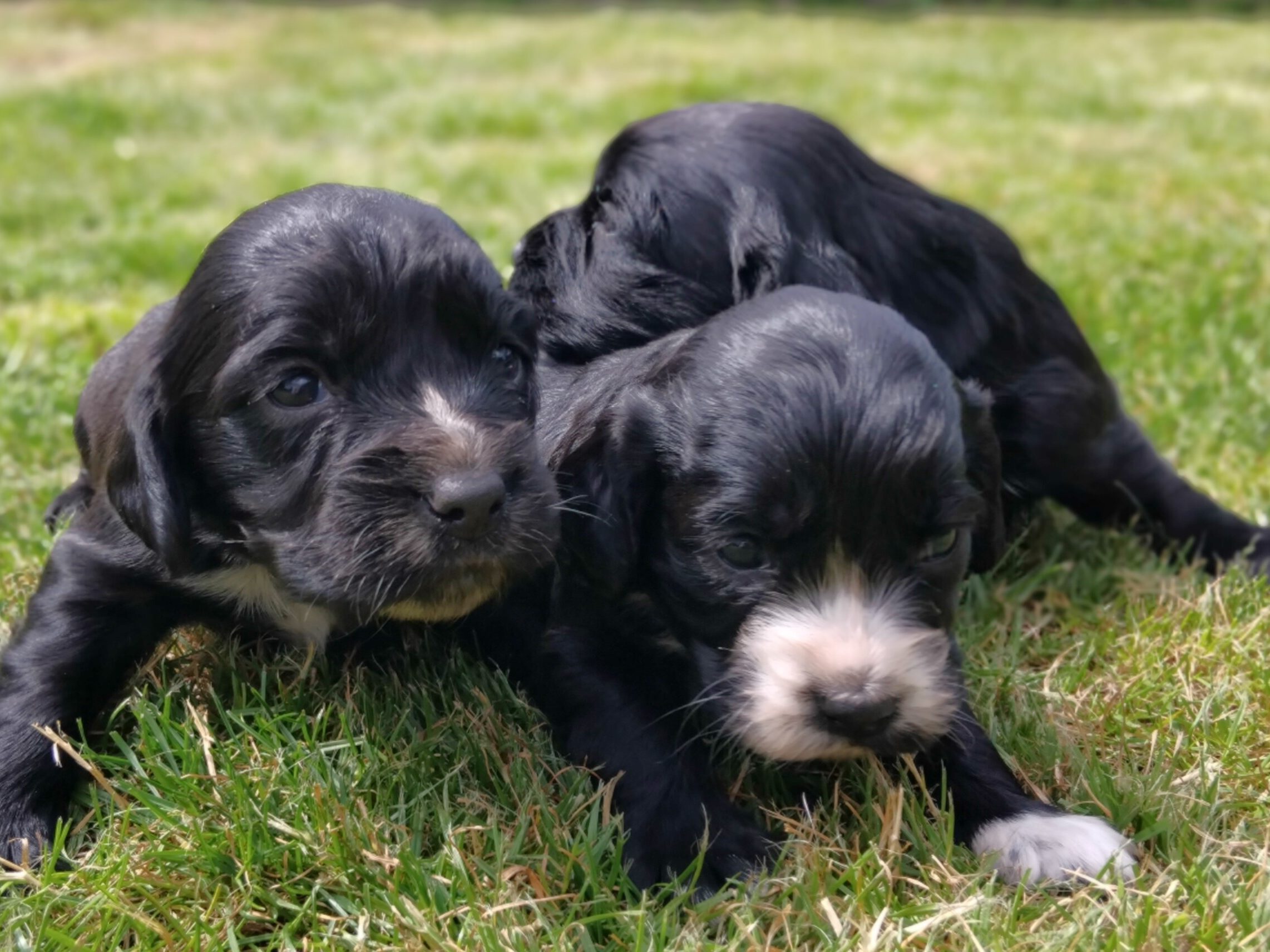 puppies for sale