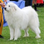 image of dogs used for breeding