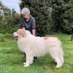 image of dogs used for breeding