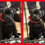 image of dogs used for breeding