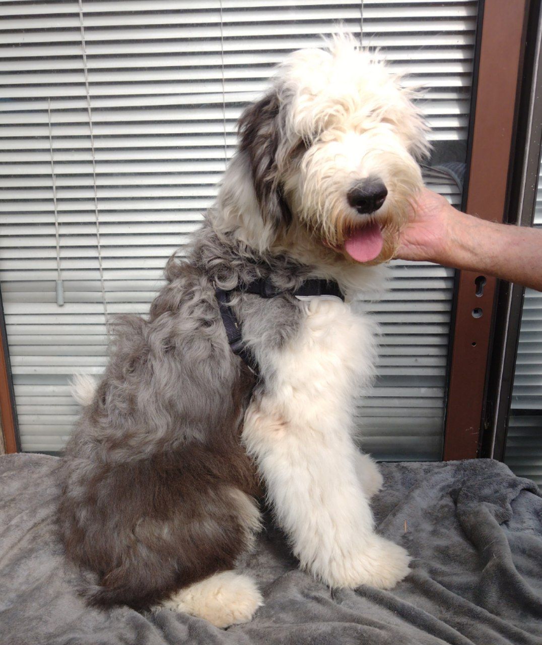 puppies for sale