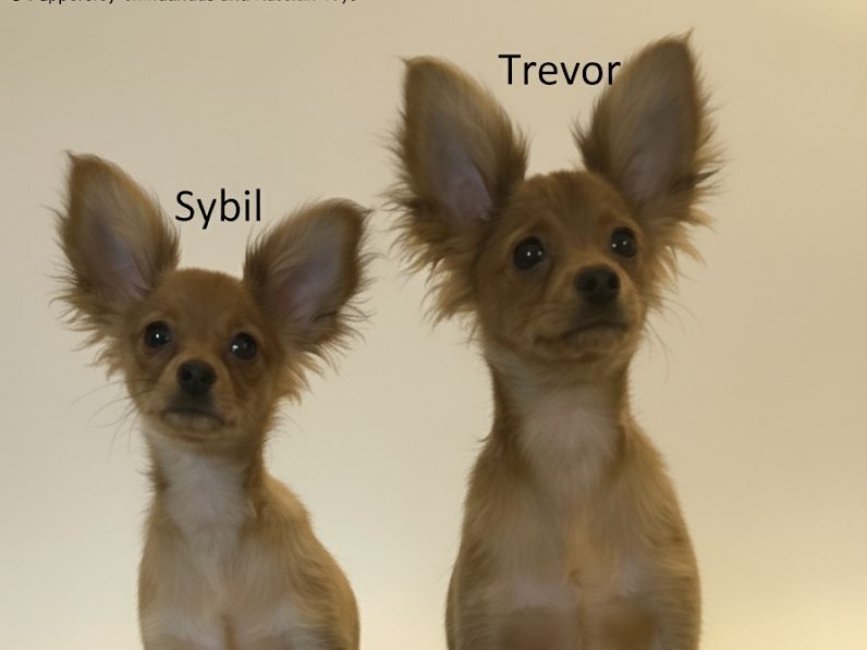 puppies for sale