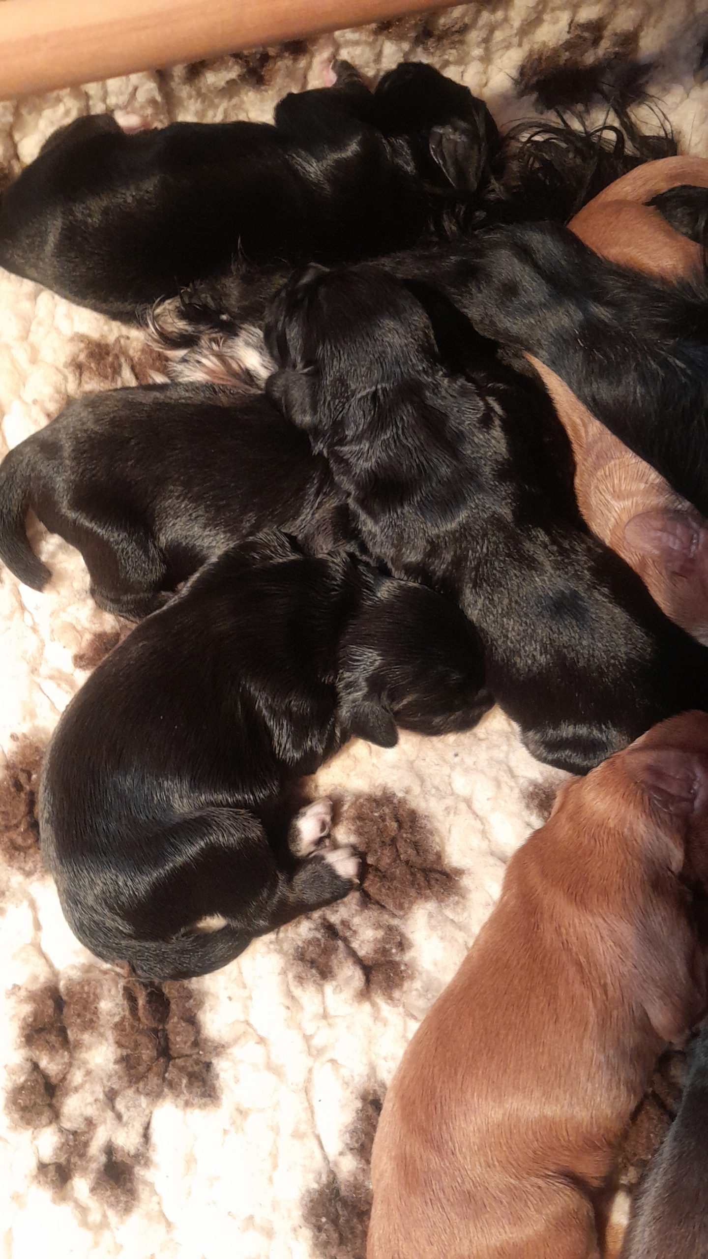 puppies for sale