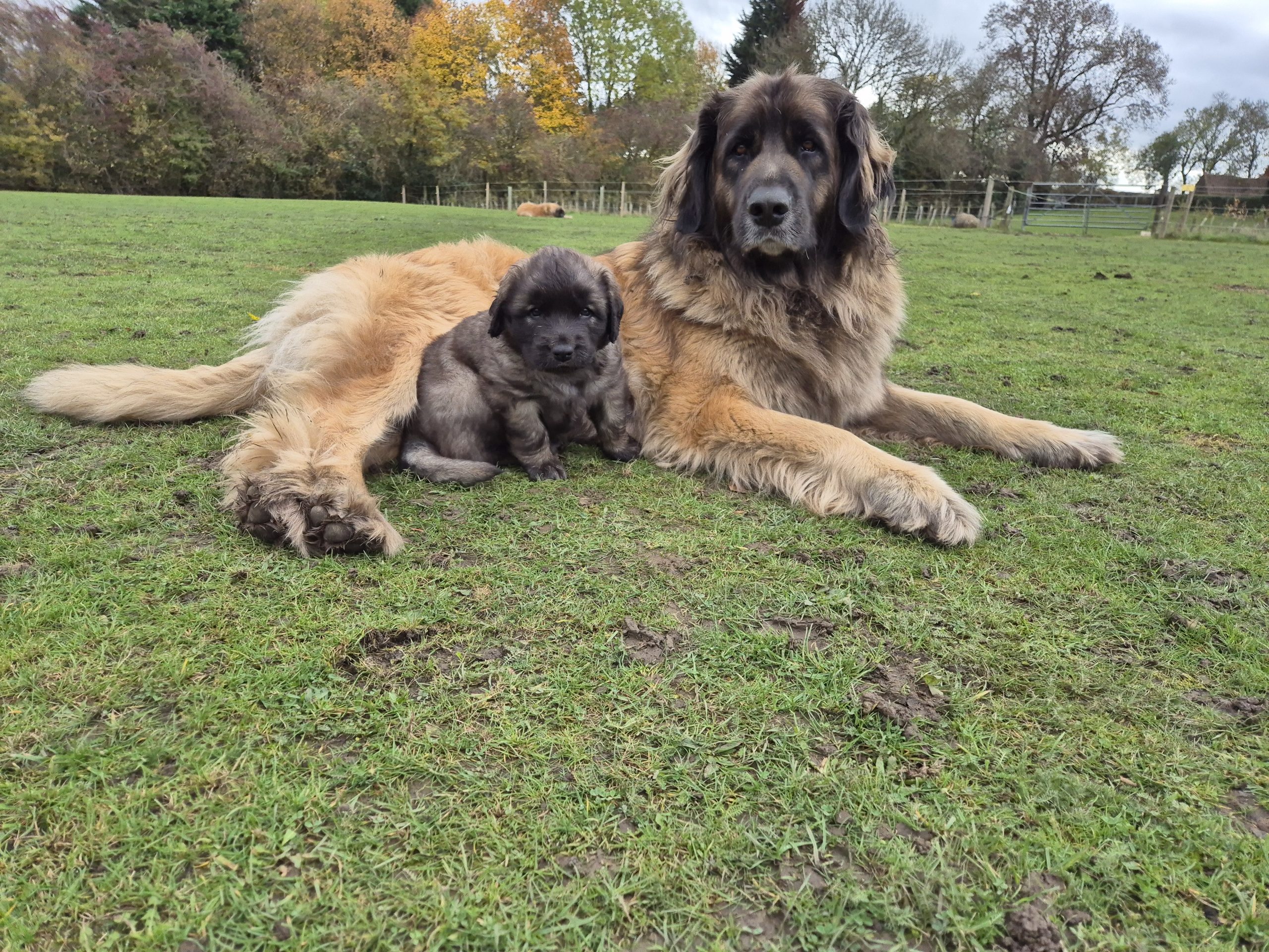 Leonberger puppies for sale