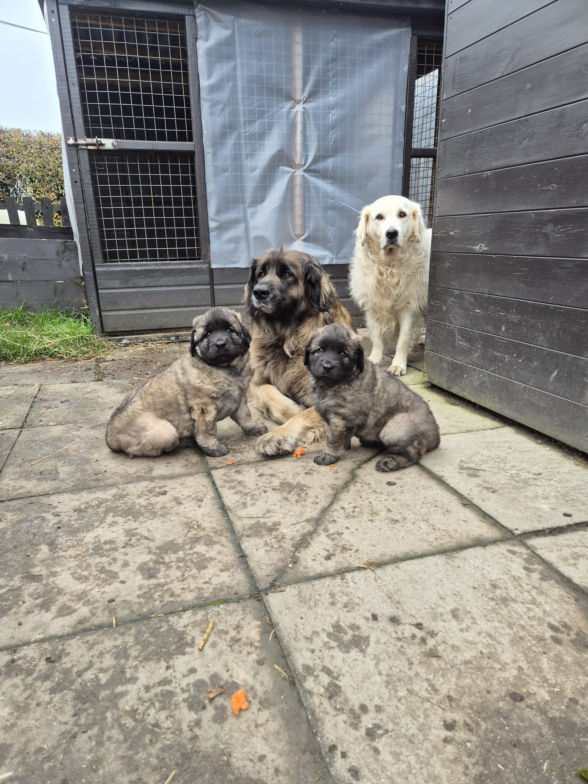 Leonberger puppies for sale