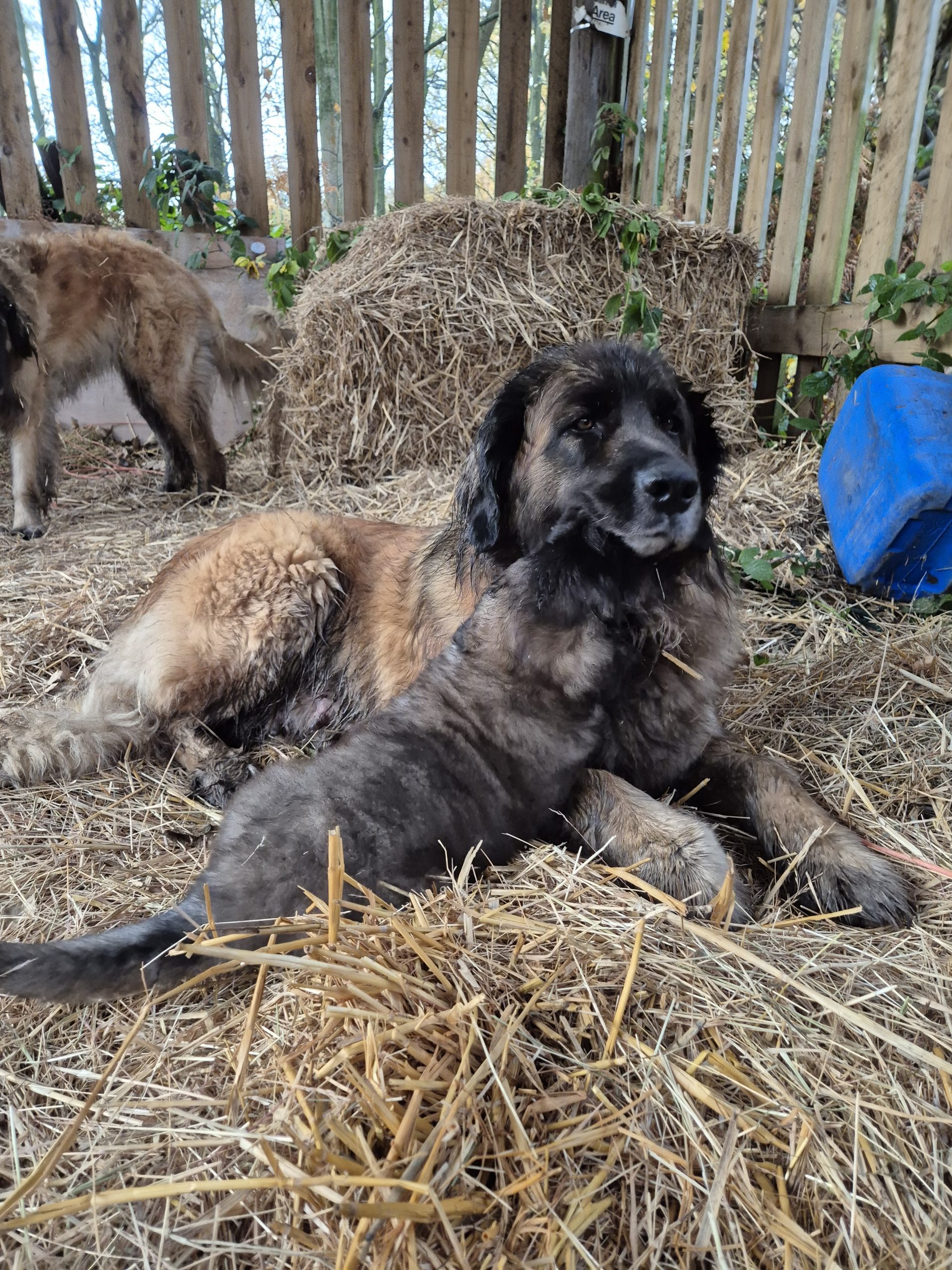 Leonberger puppies for sale