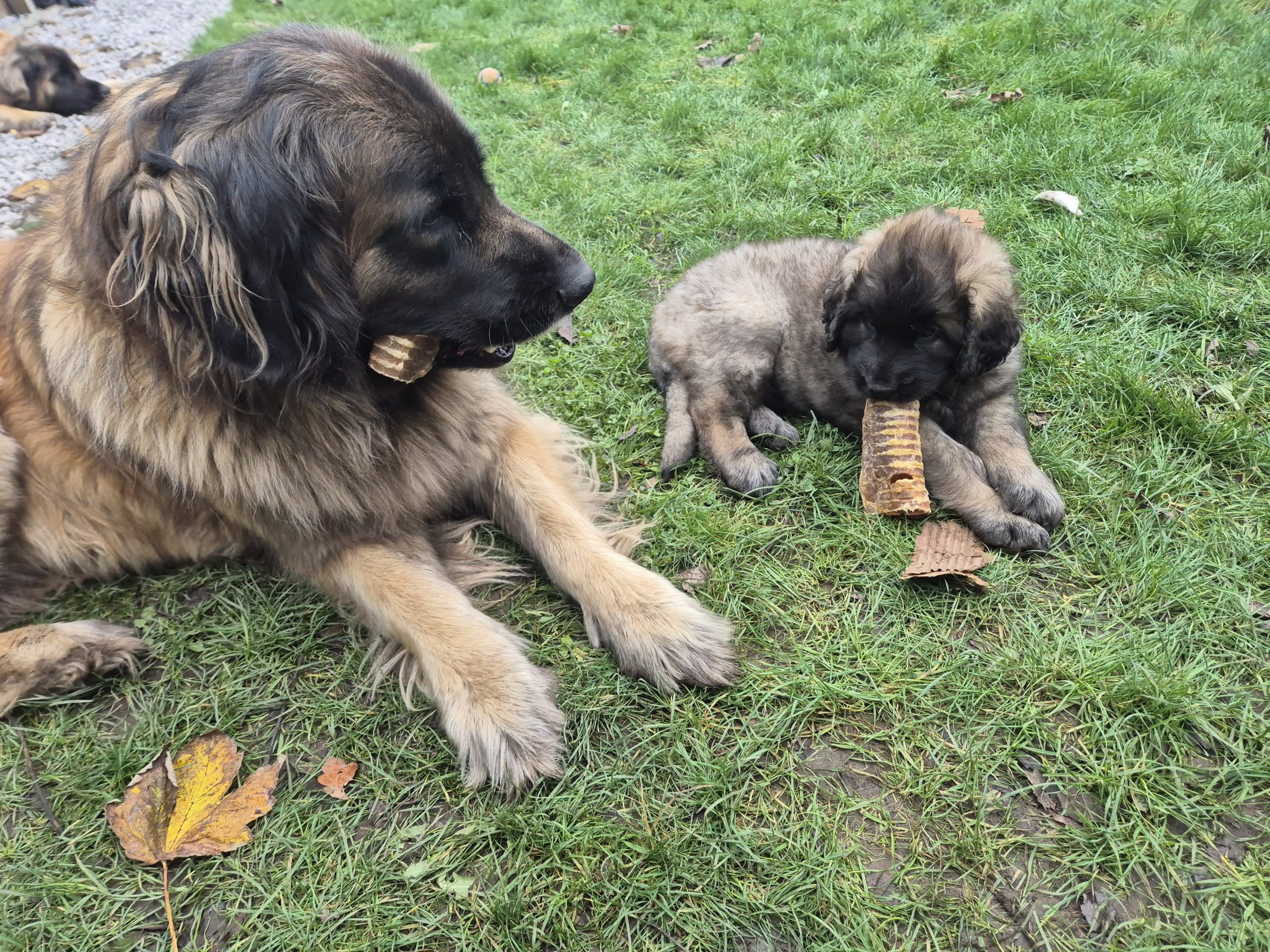 Leonberger puppies for sale