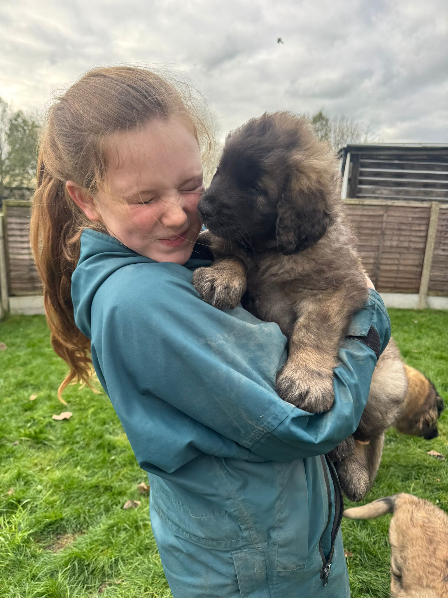 Leonberger puppies for sale