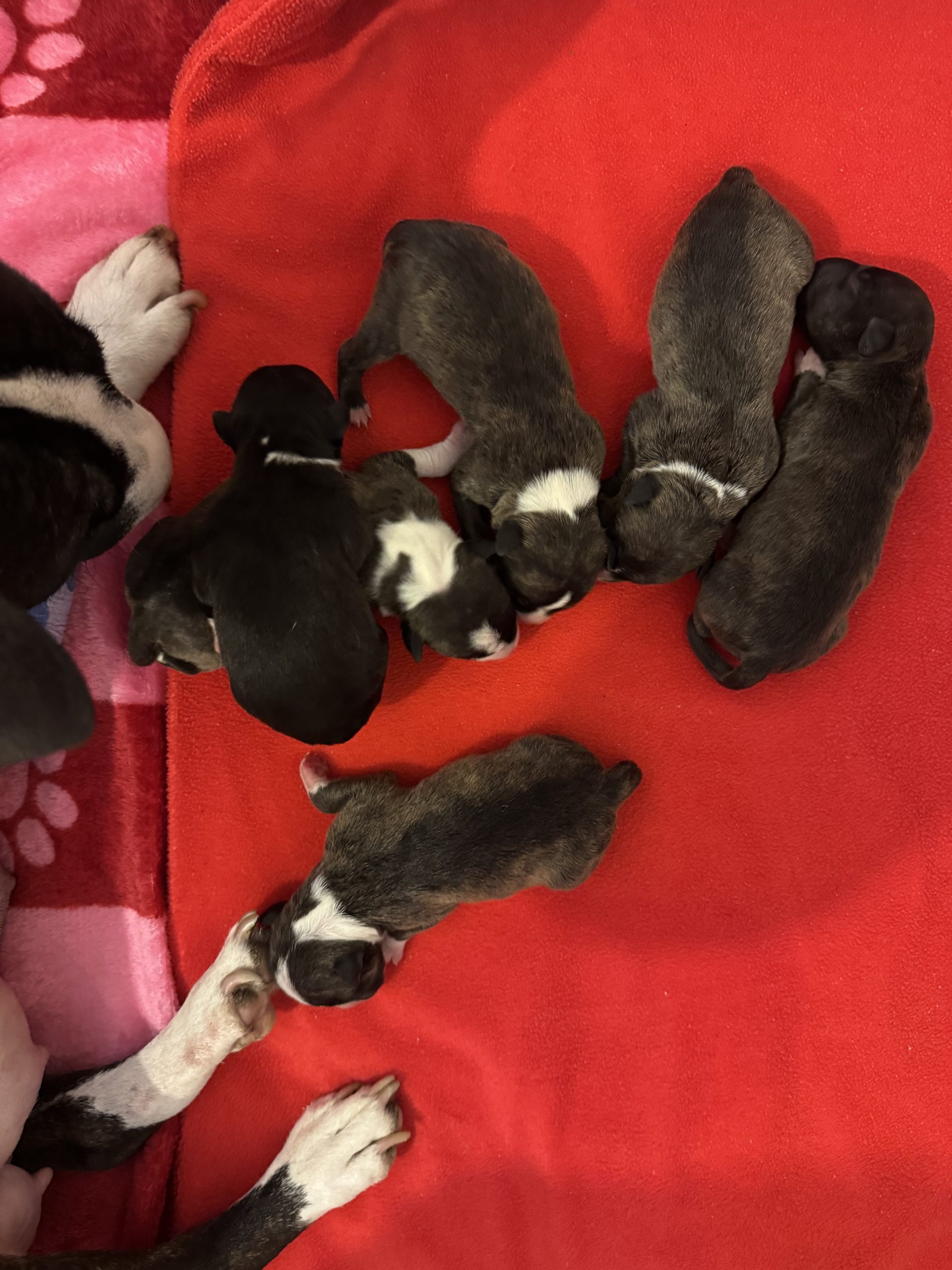 puppies for sale
