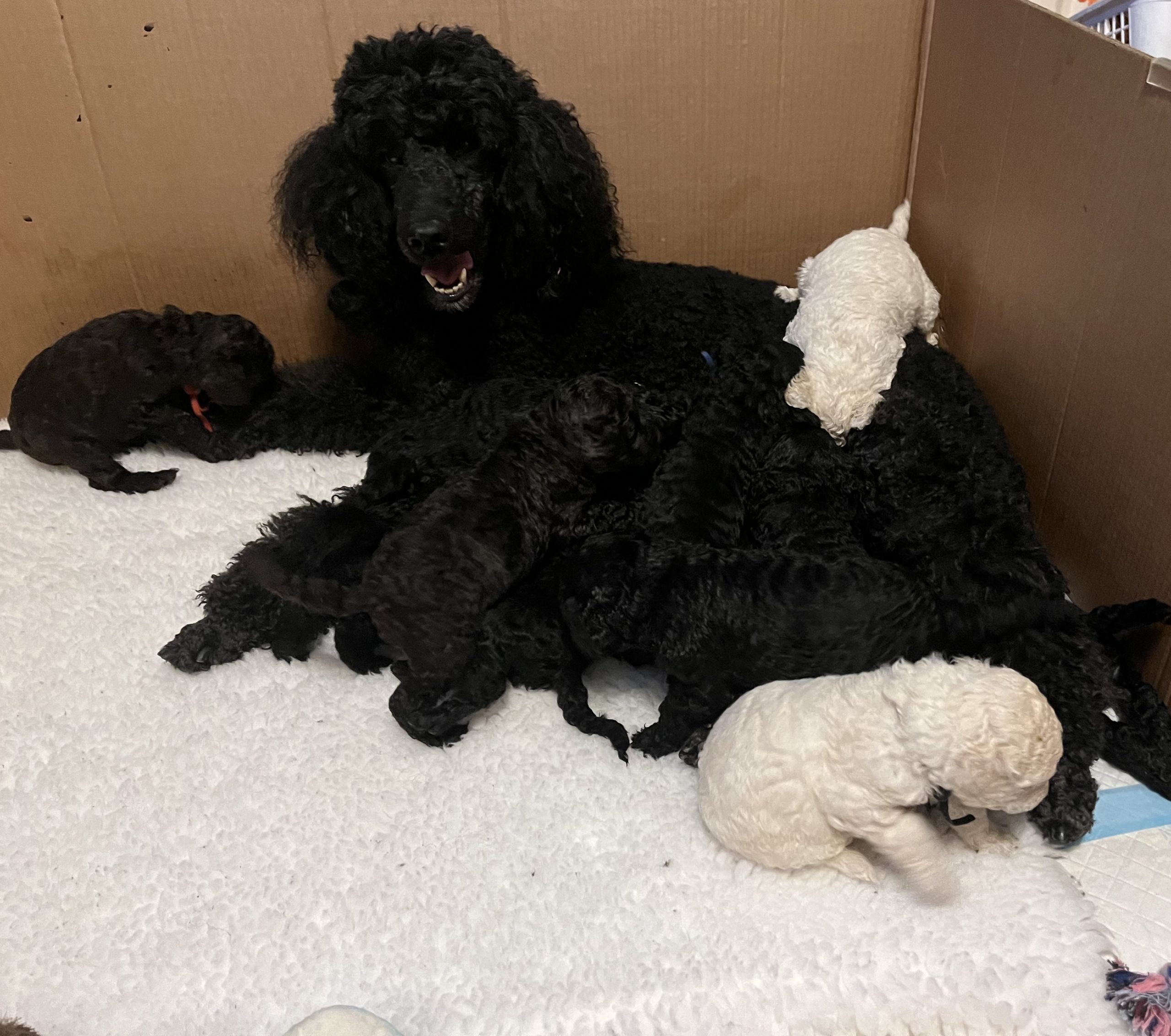standard poodle puppies for sale