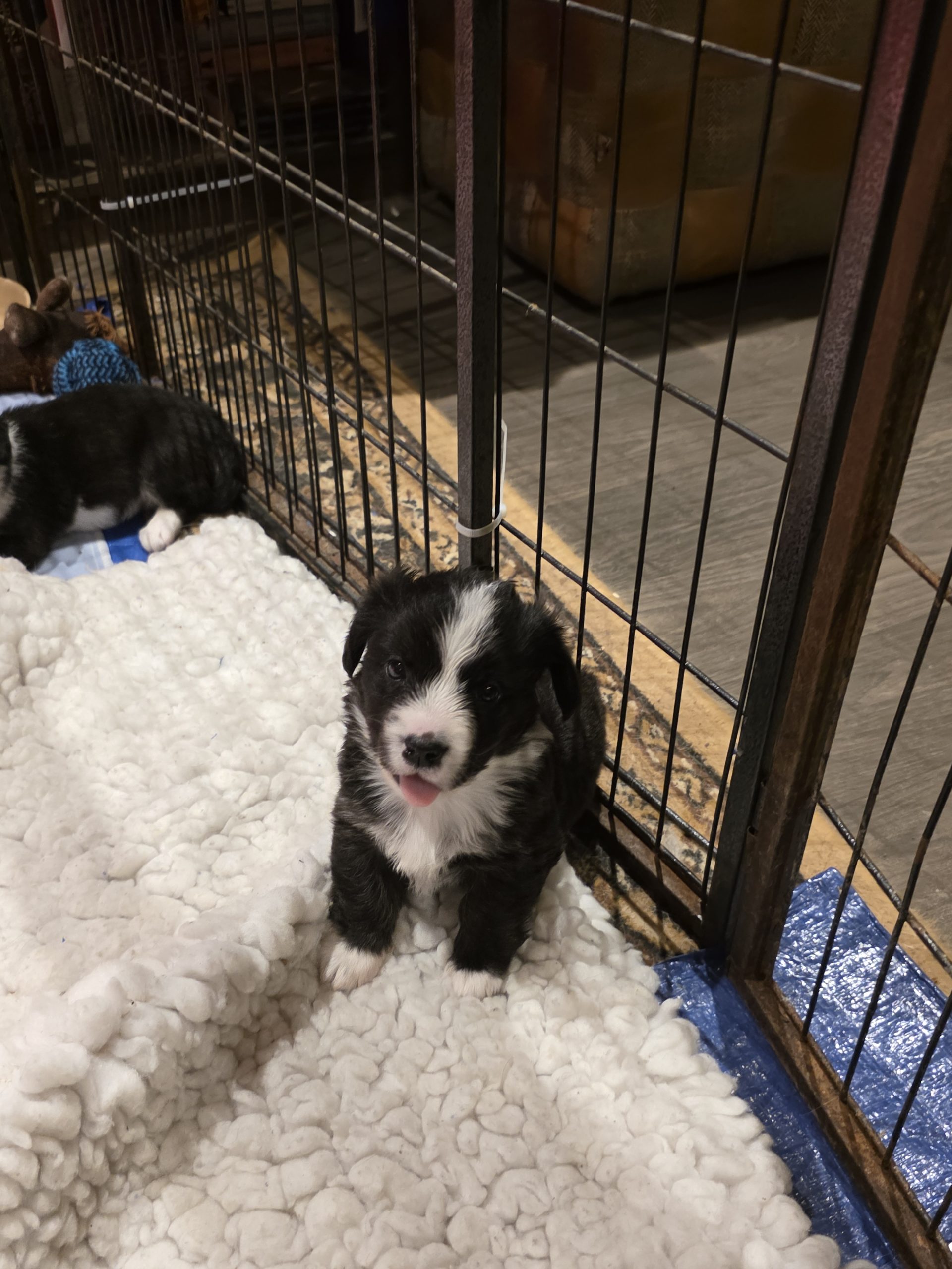 puppies for sale
