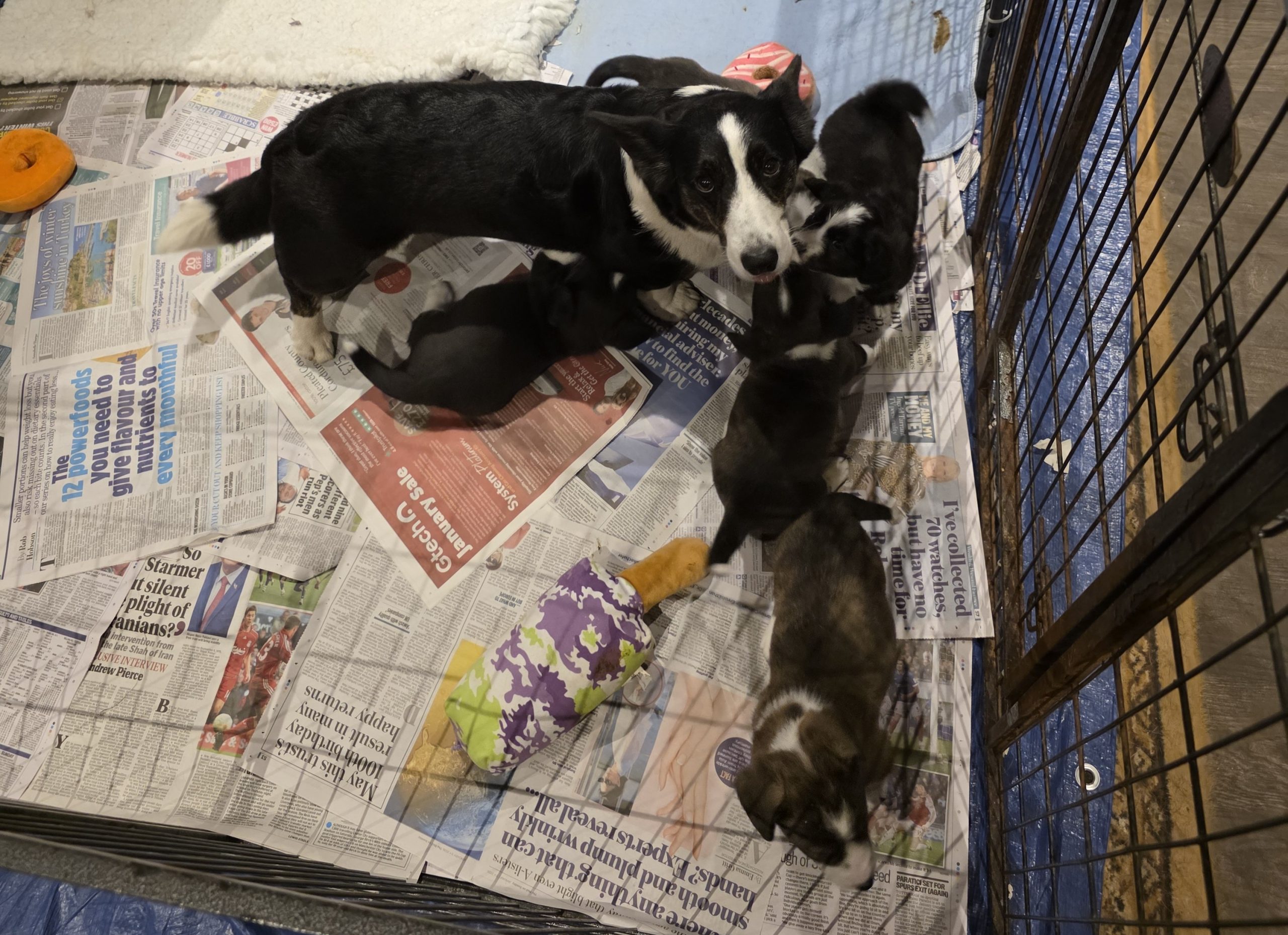 welsh corgi cardigan puppies with mum