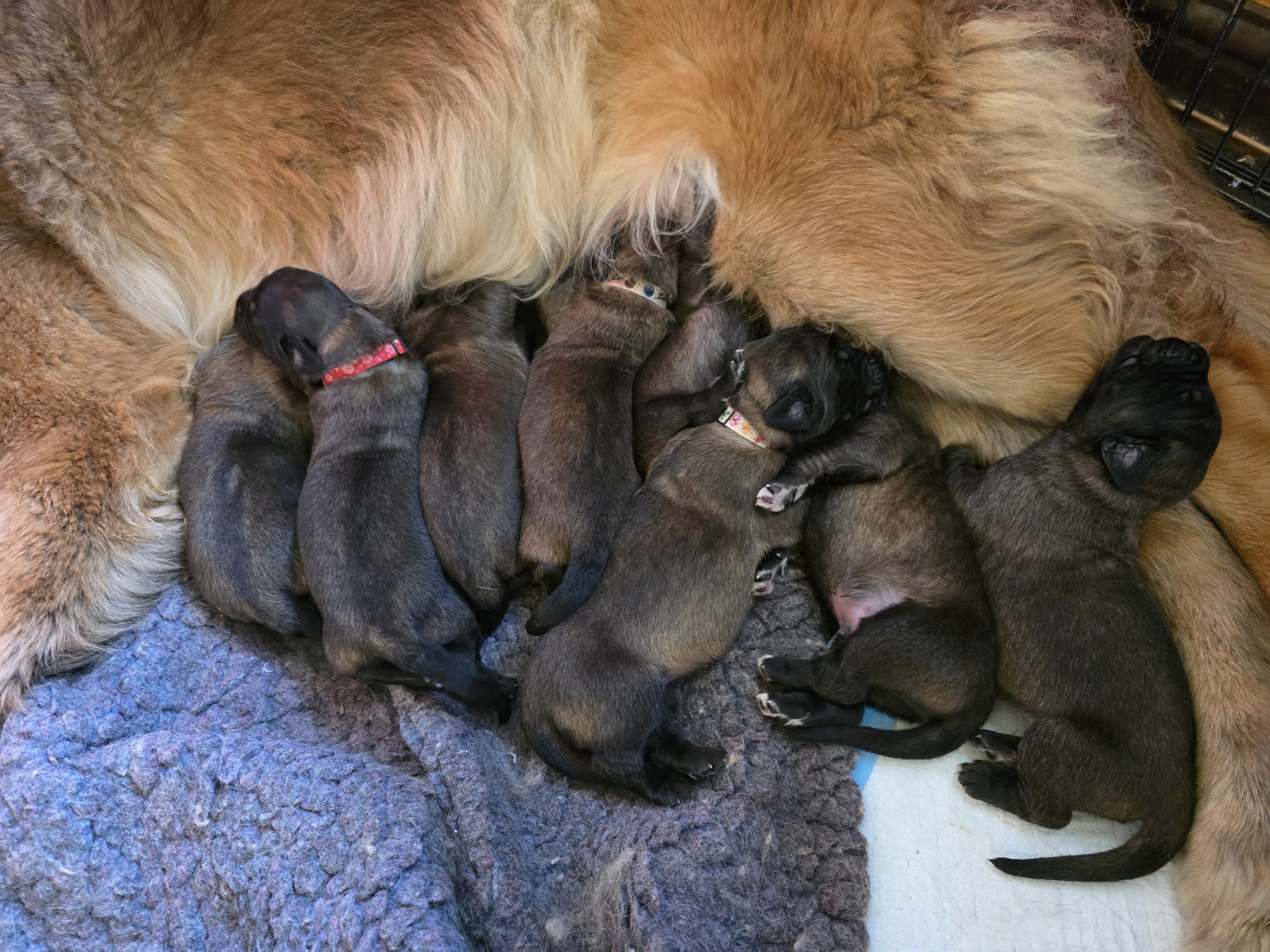 puppies for sale