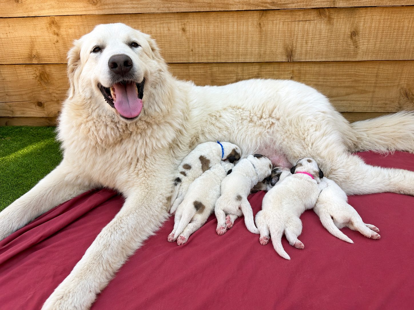 puppies for sale