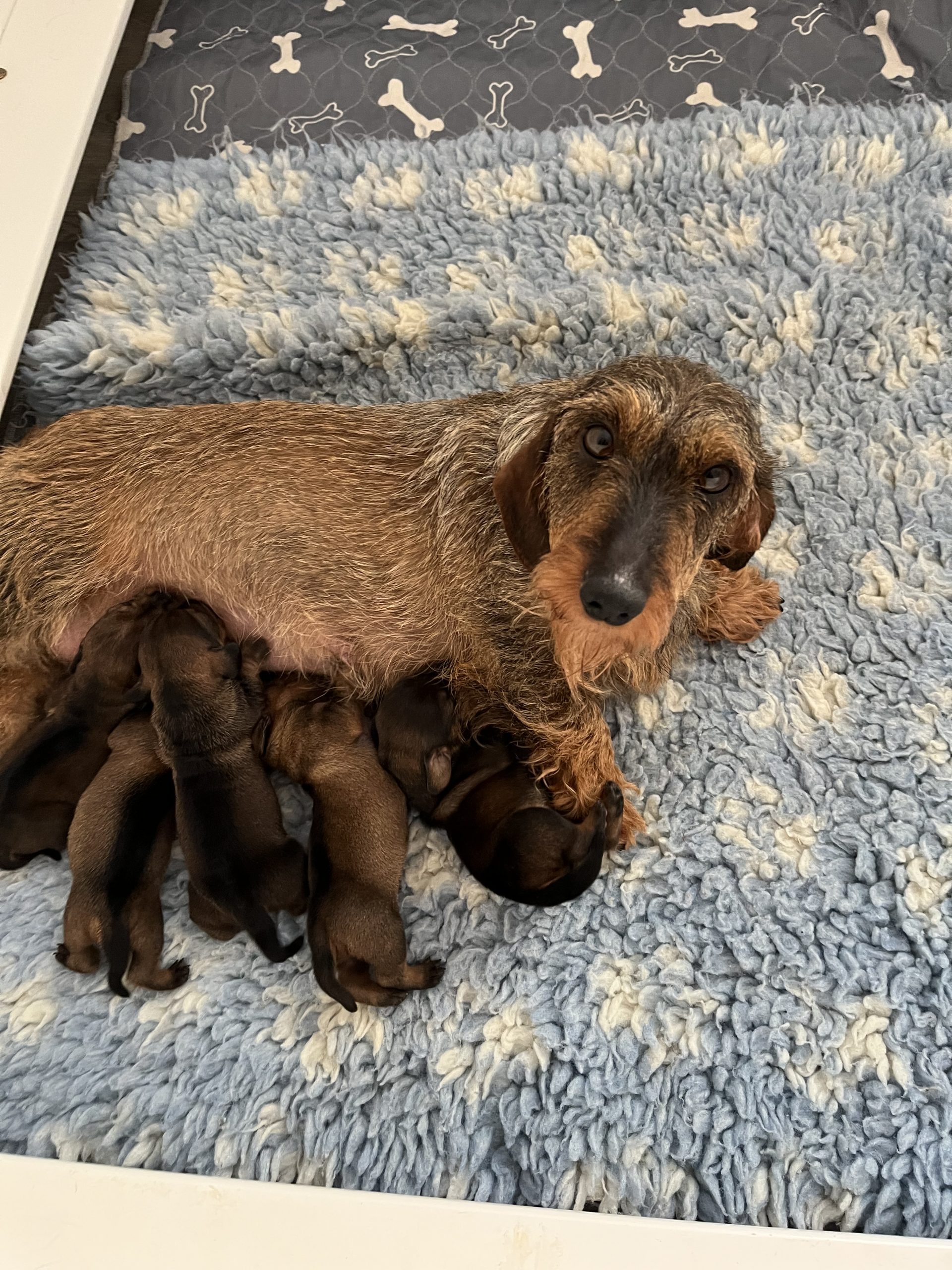 puppies for sale