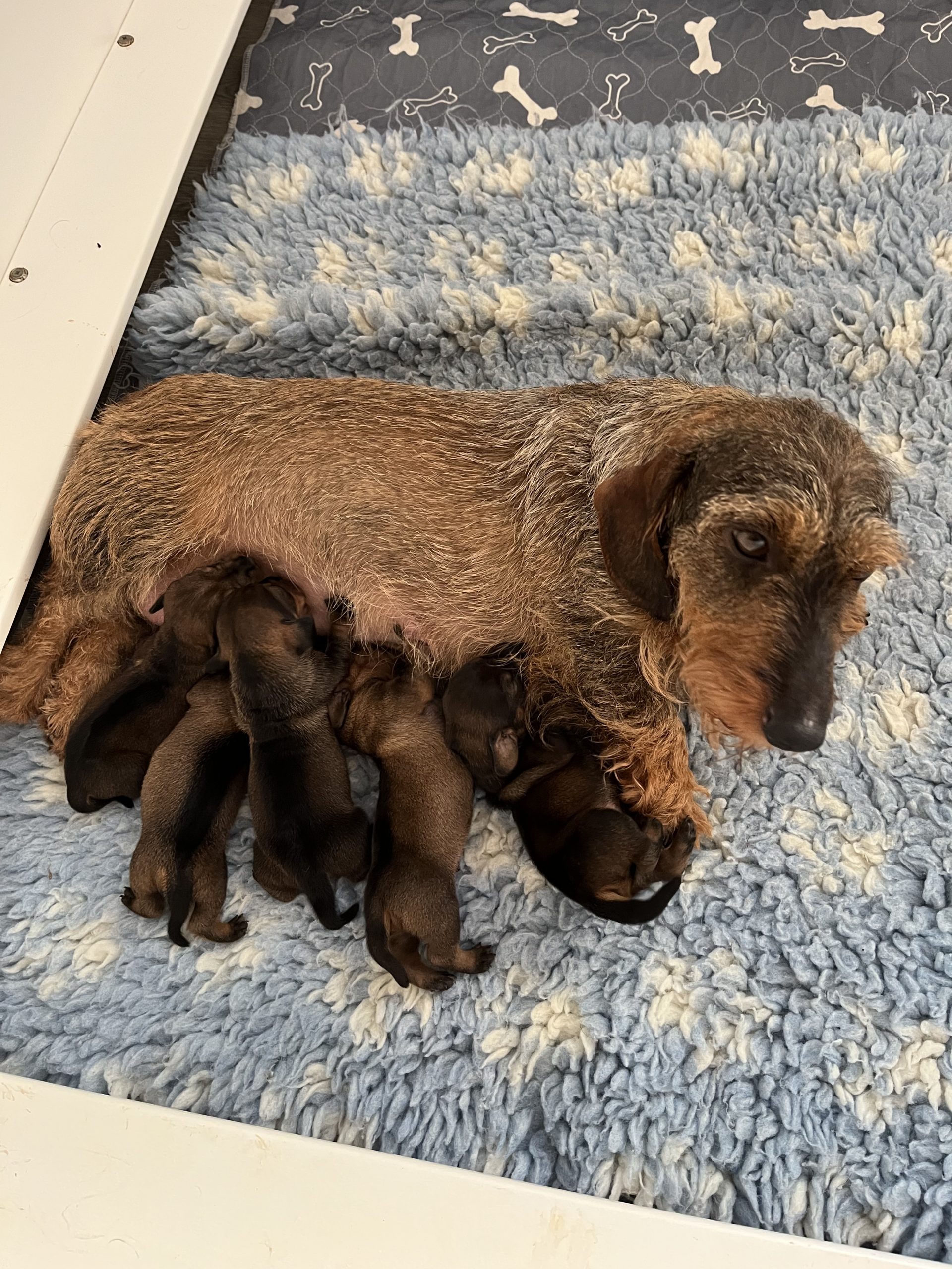 Mum of  puppies