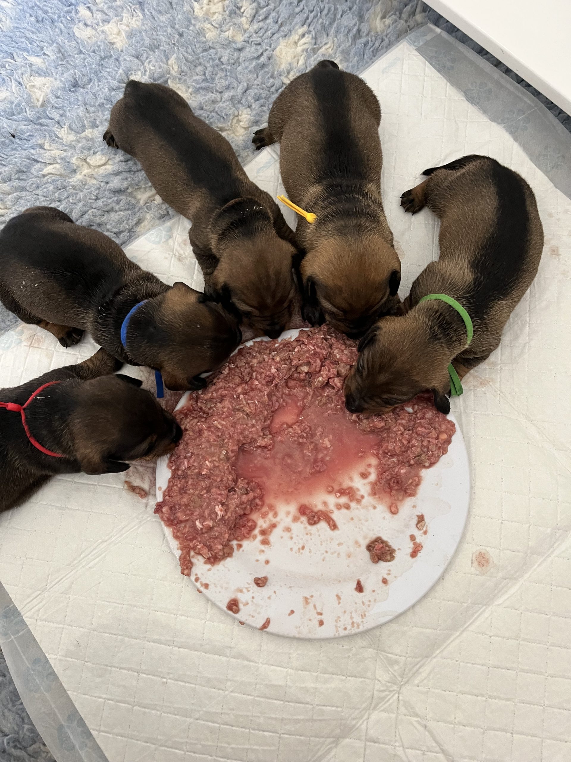 miniature wire haired puppies for sale