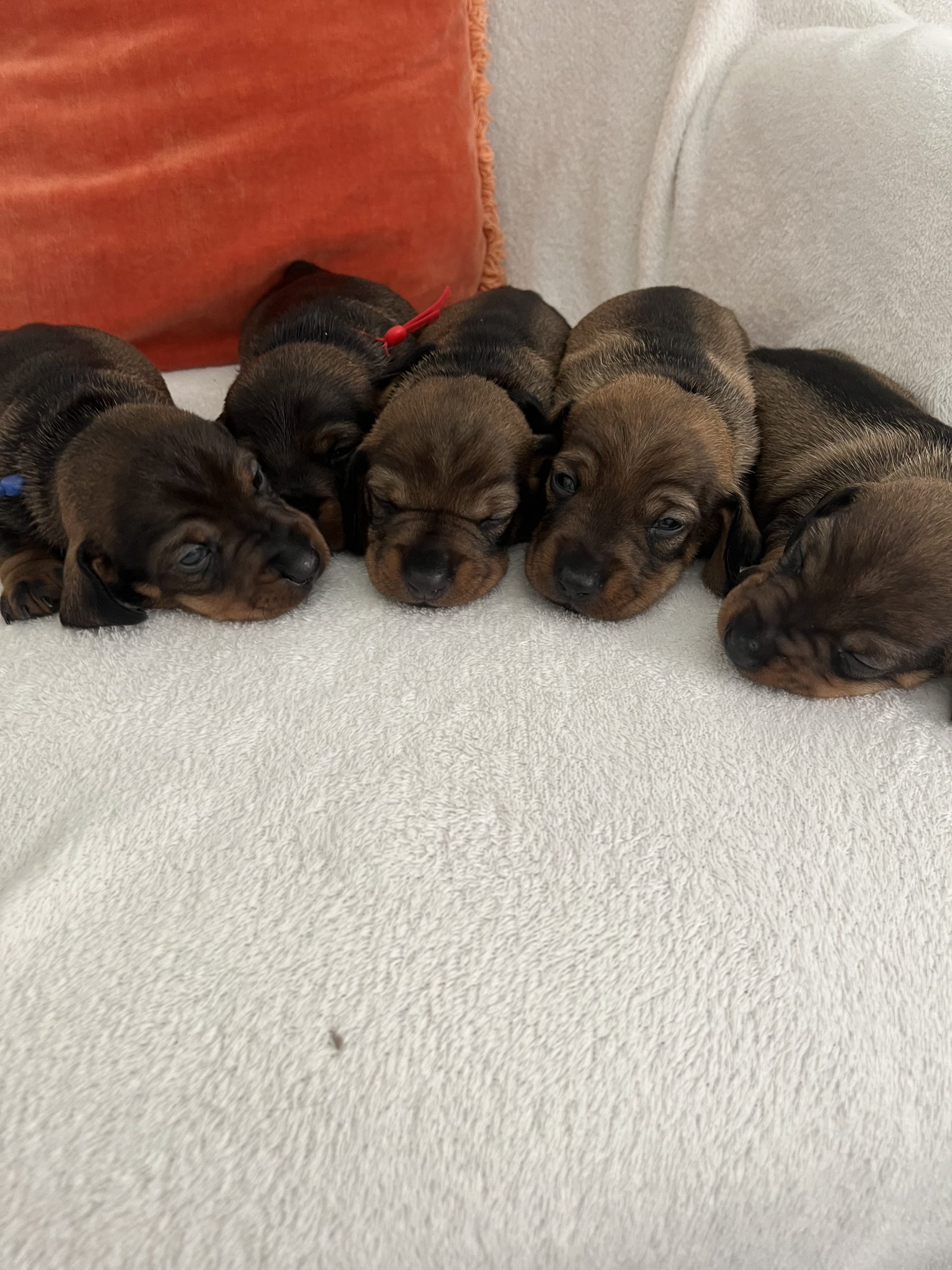 miniature wire haired puppies for sale