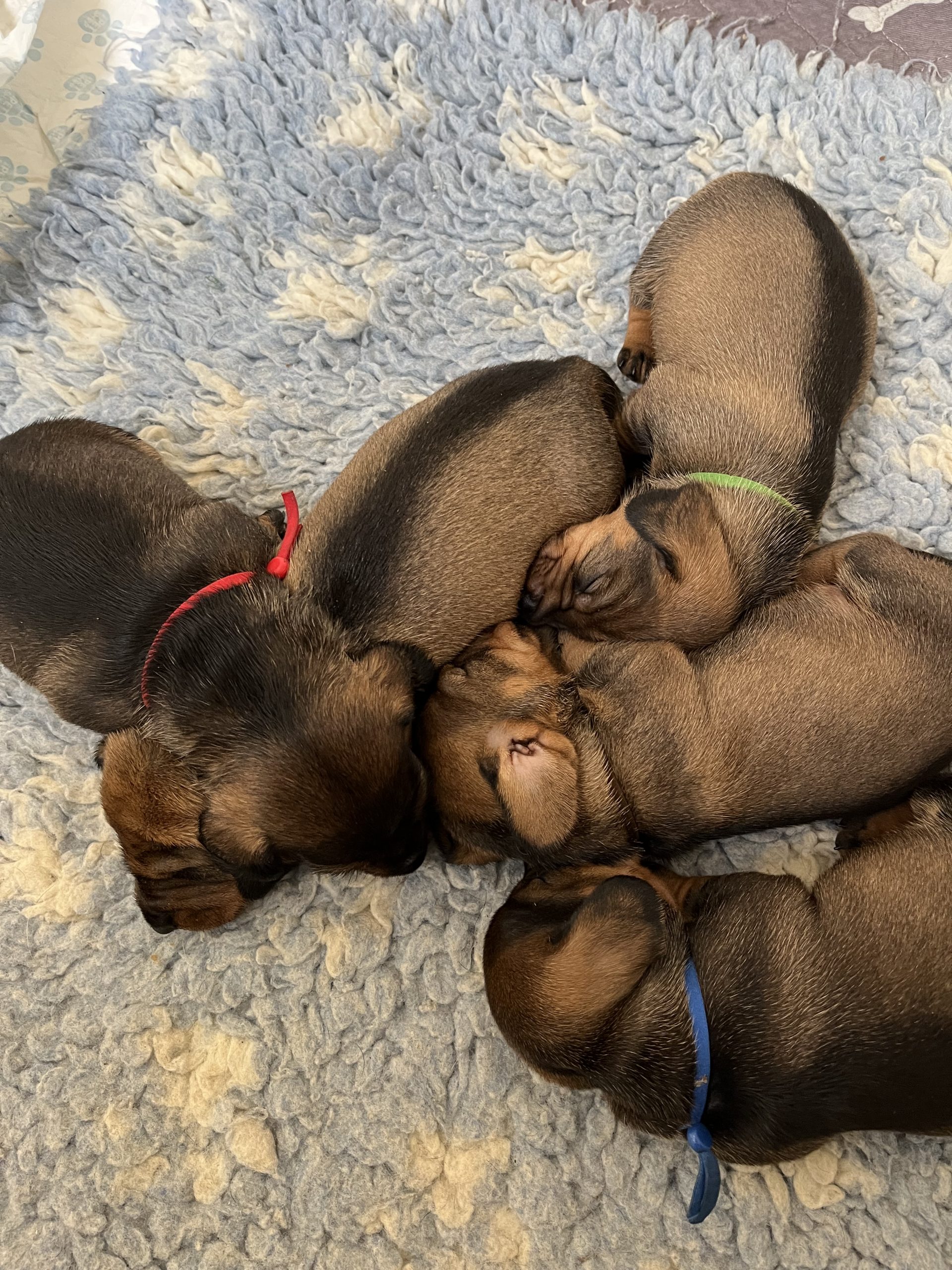 miniature wire haired puppies for sale