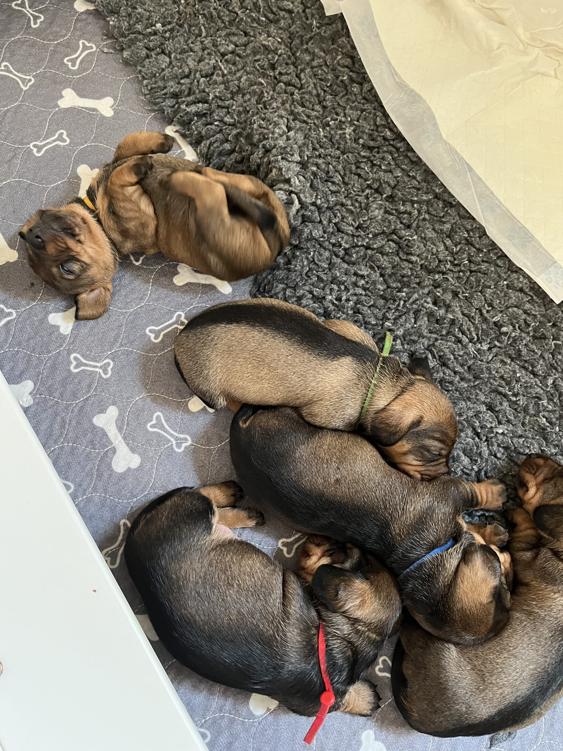 miniature wire haired puppies for sale