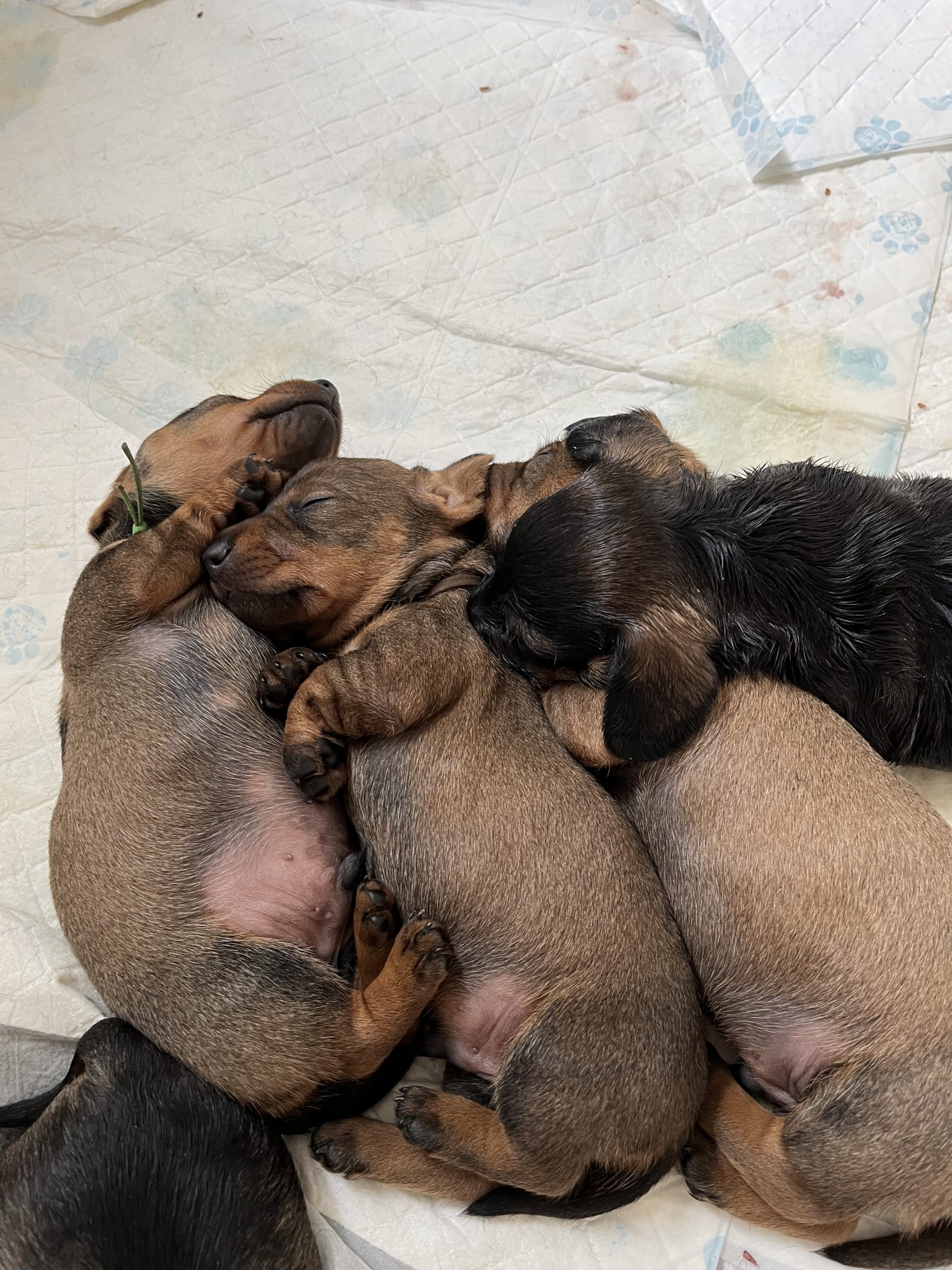 miniature wire haired puppies for sale