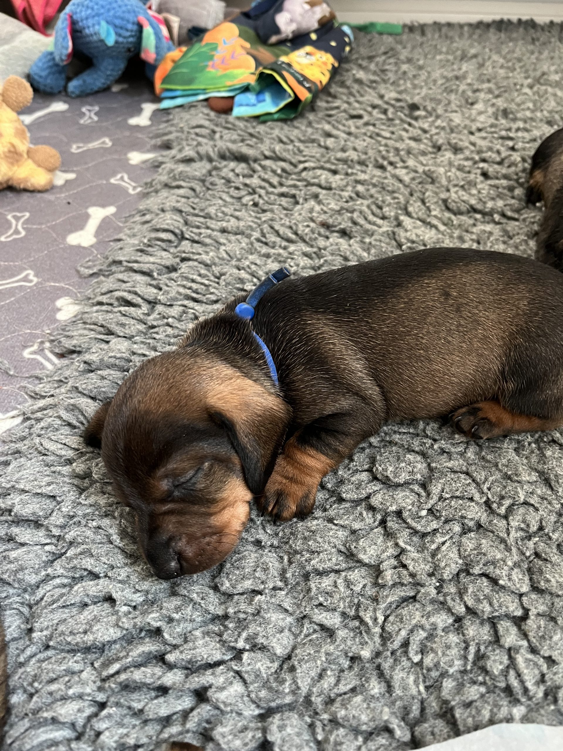 miniature wire haired puppies for sale