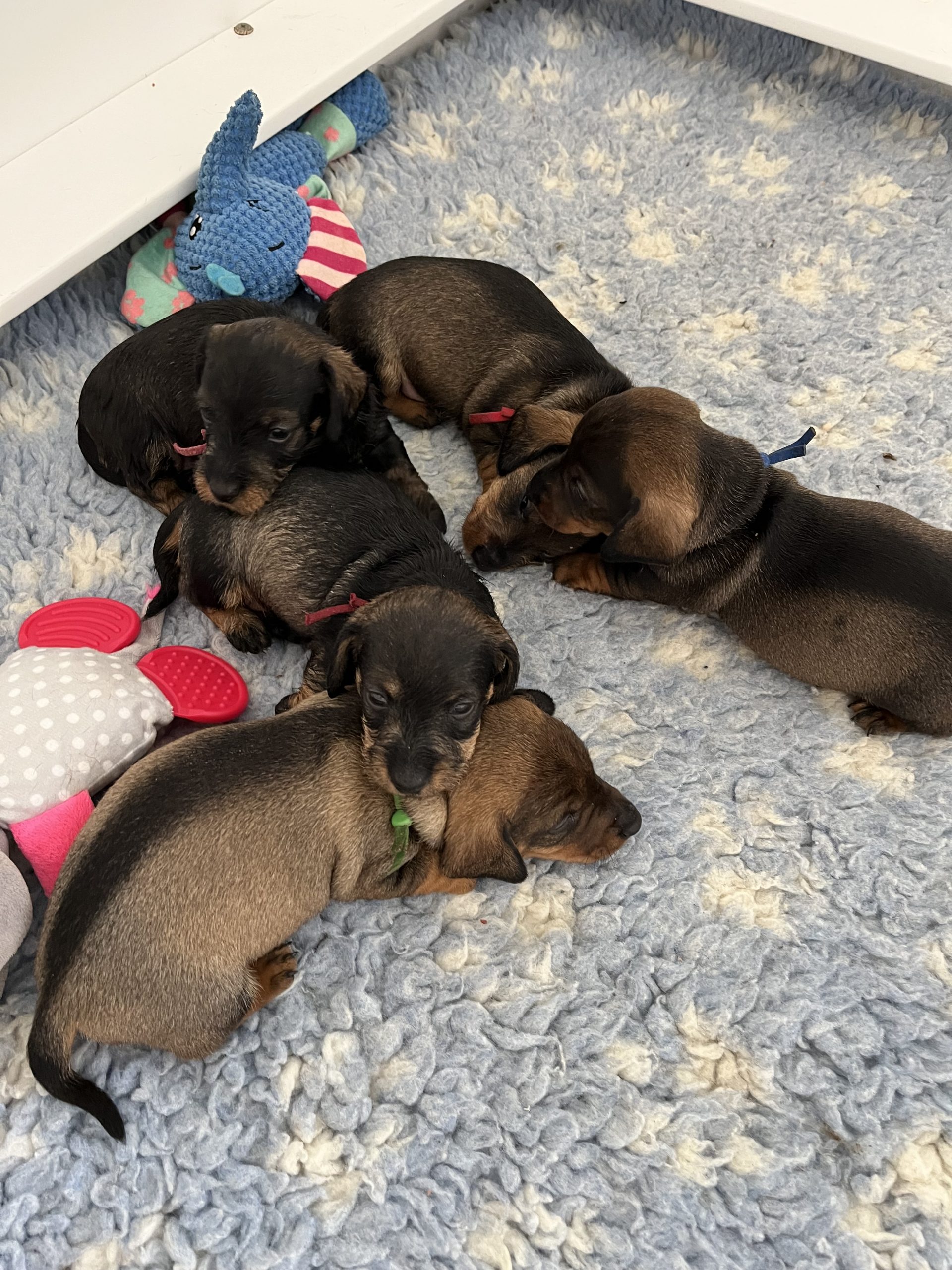 miniature wire haired puppies for sale