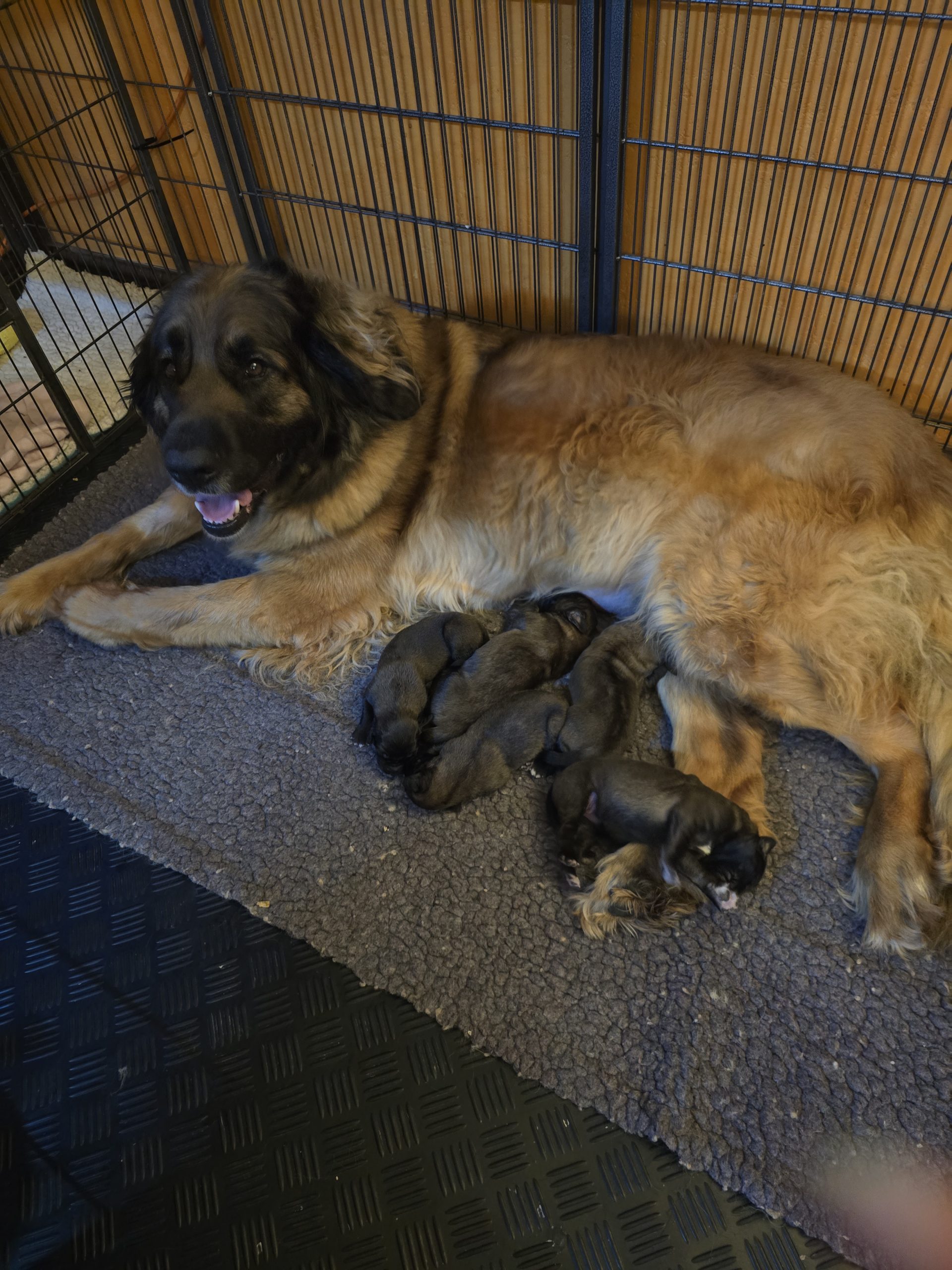 puppies for sale