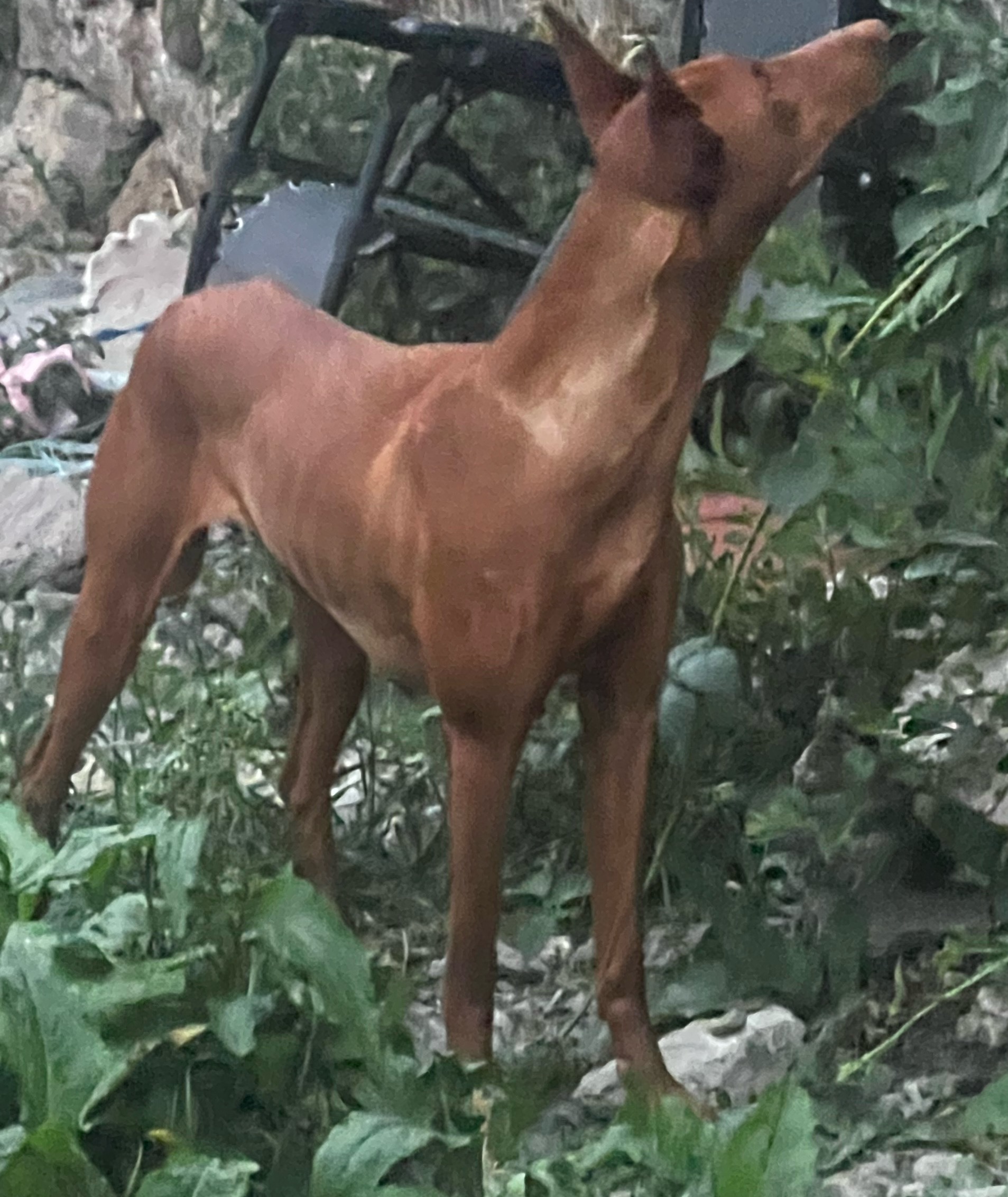 Mum of  puppies