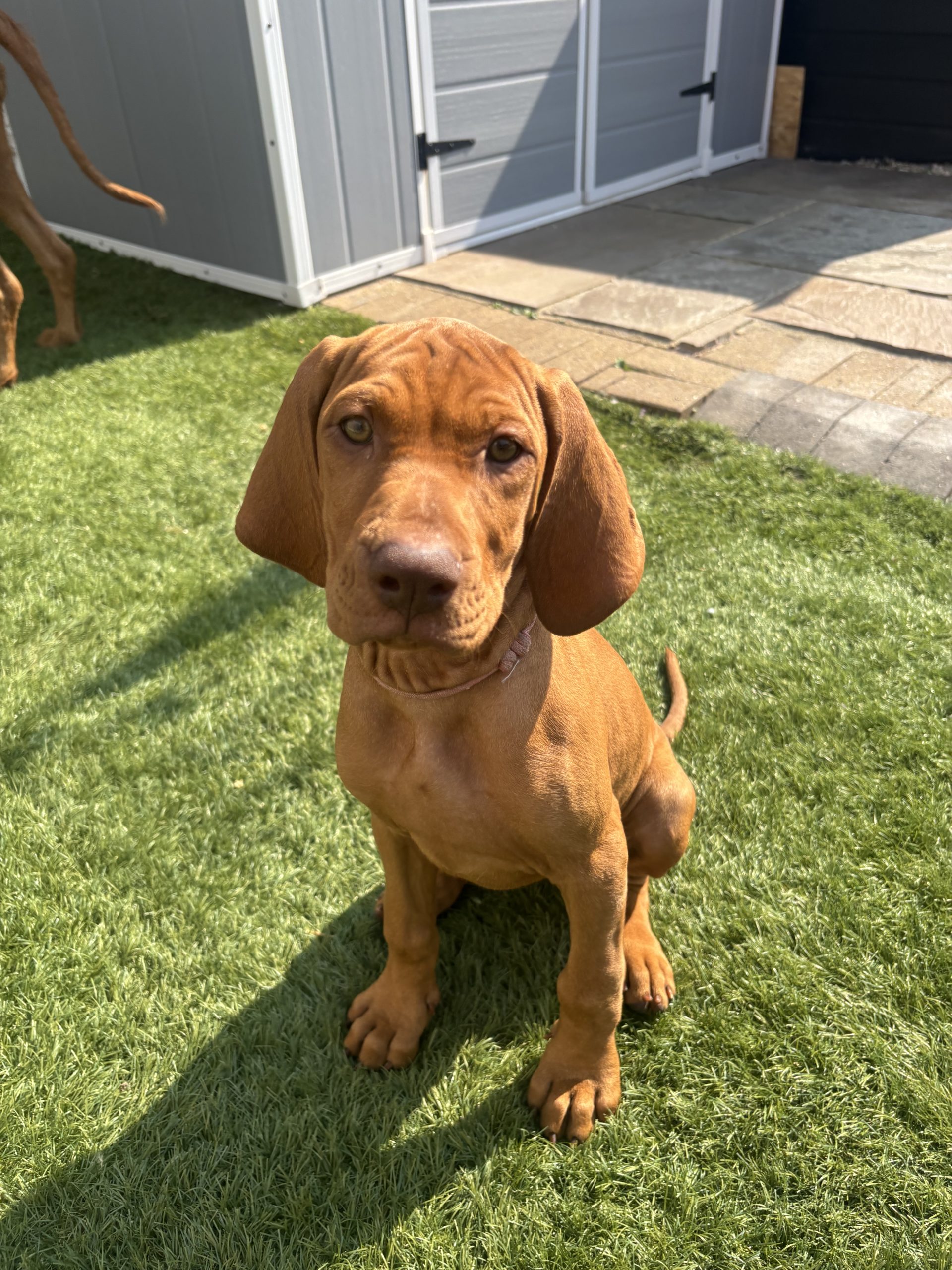 puppies for sale