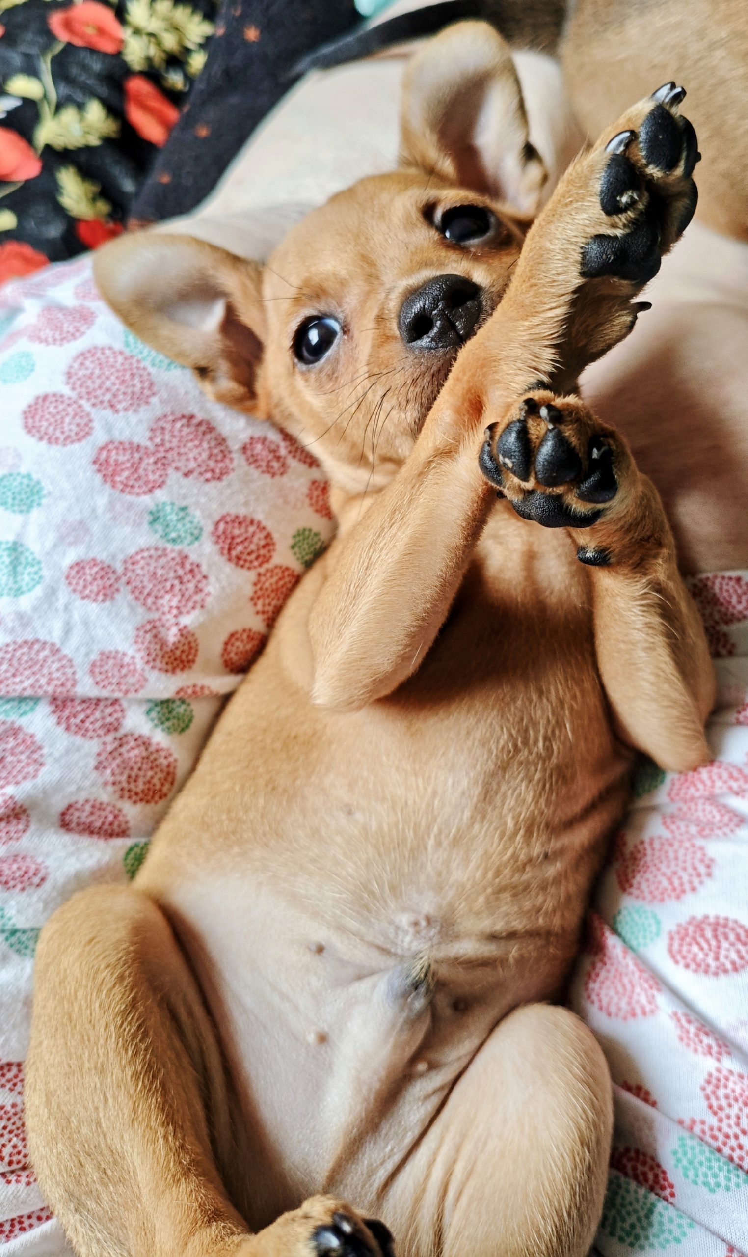 puppies for sale