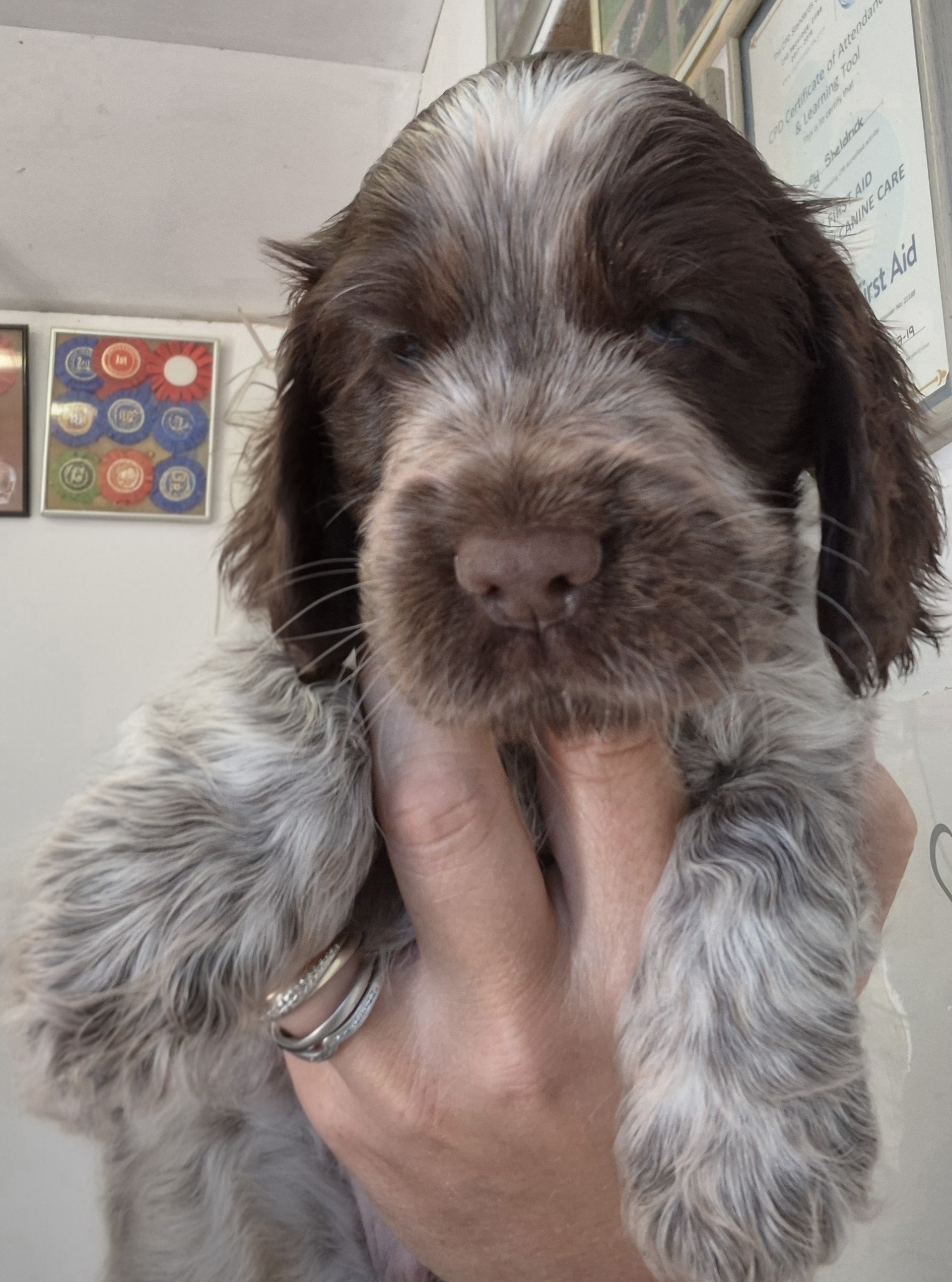puppies for sale