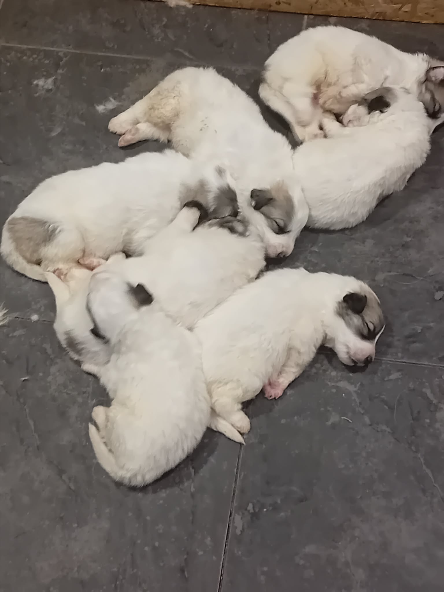 puppies for sale