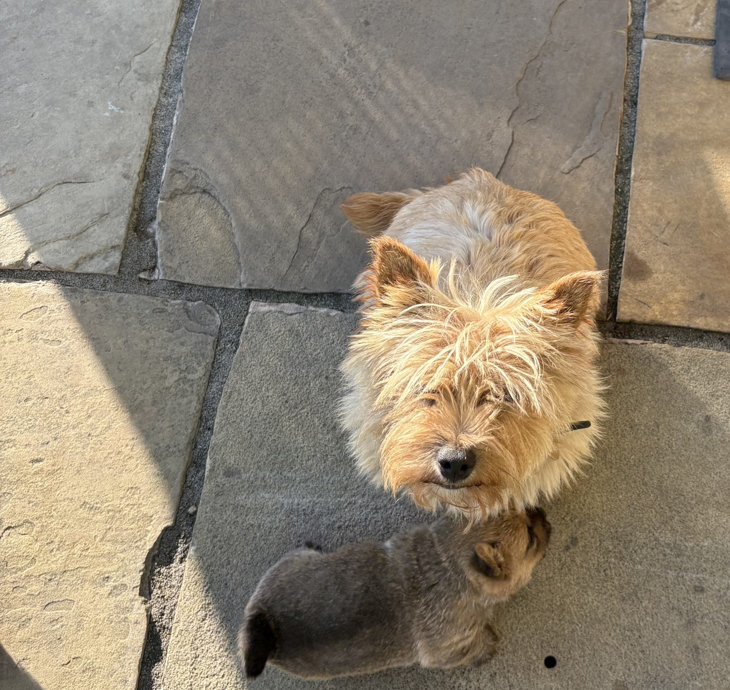 puppies for sale