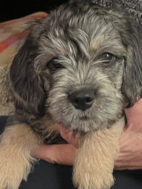 puppies for sale