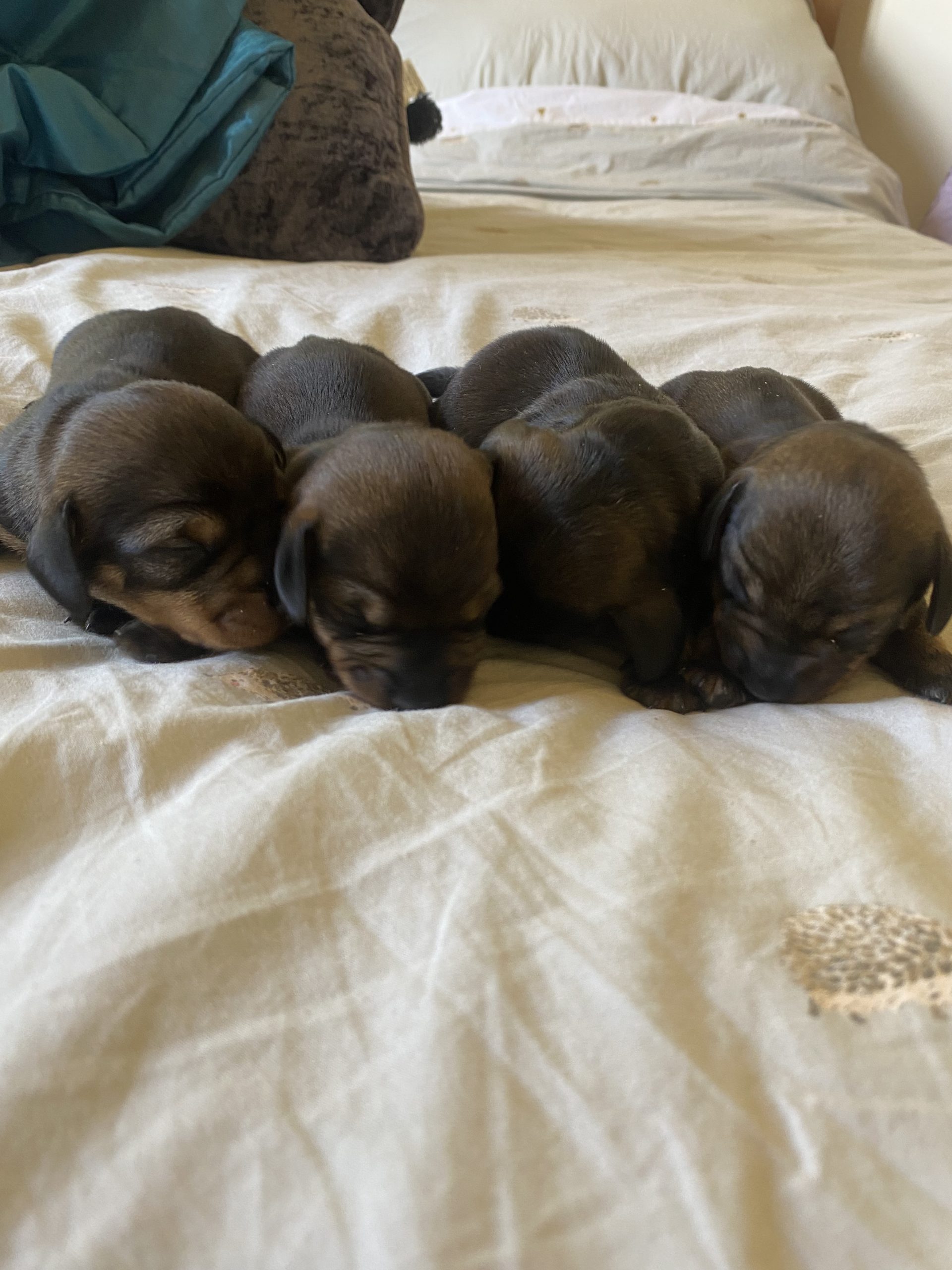 puppies for sale