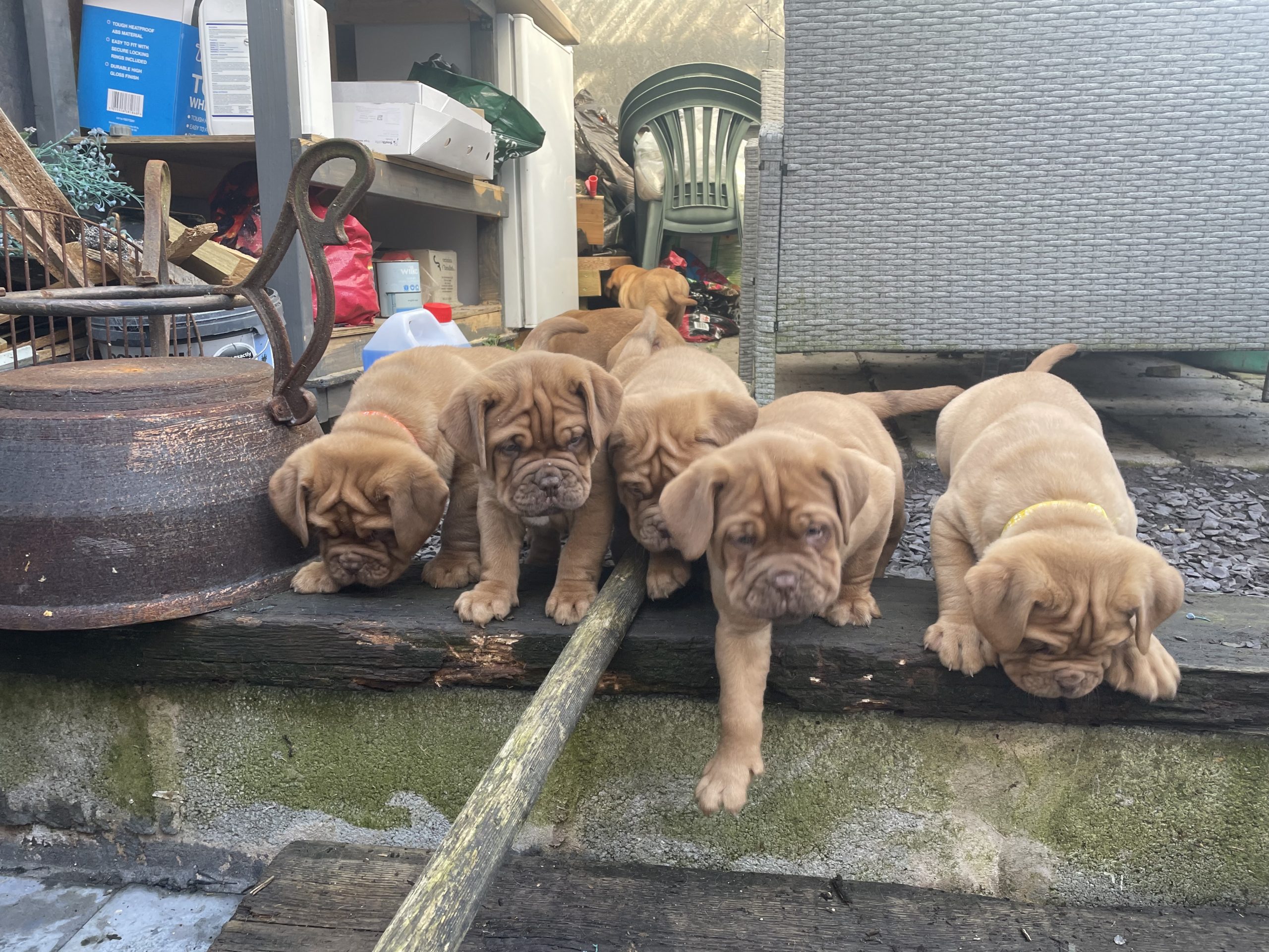 Dogue De Bordeauxs Puppy Choices