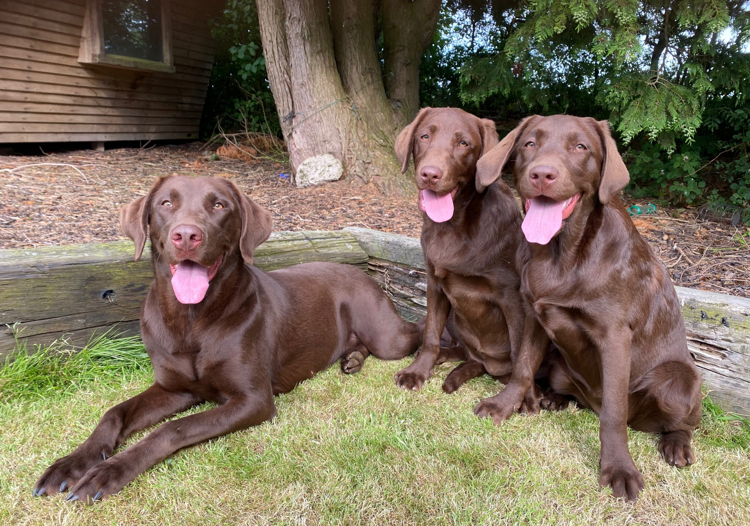 Sykehead Labrador Retrievers - Puppy Choices
