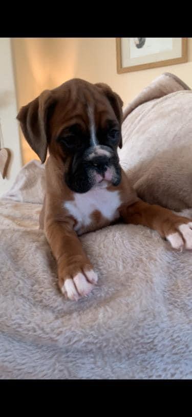 Boxers - Puppy Choices