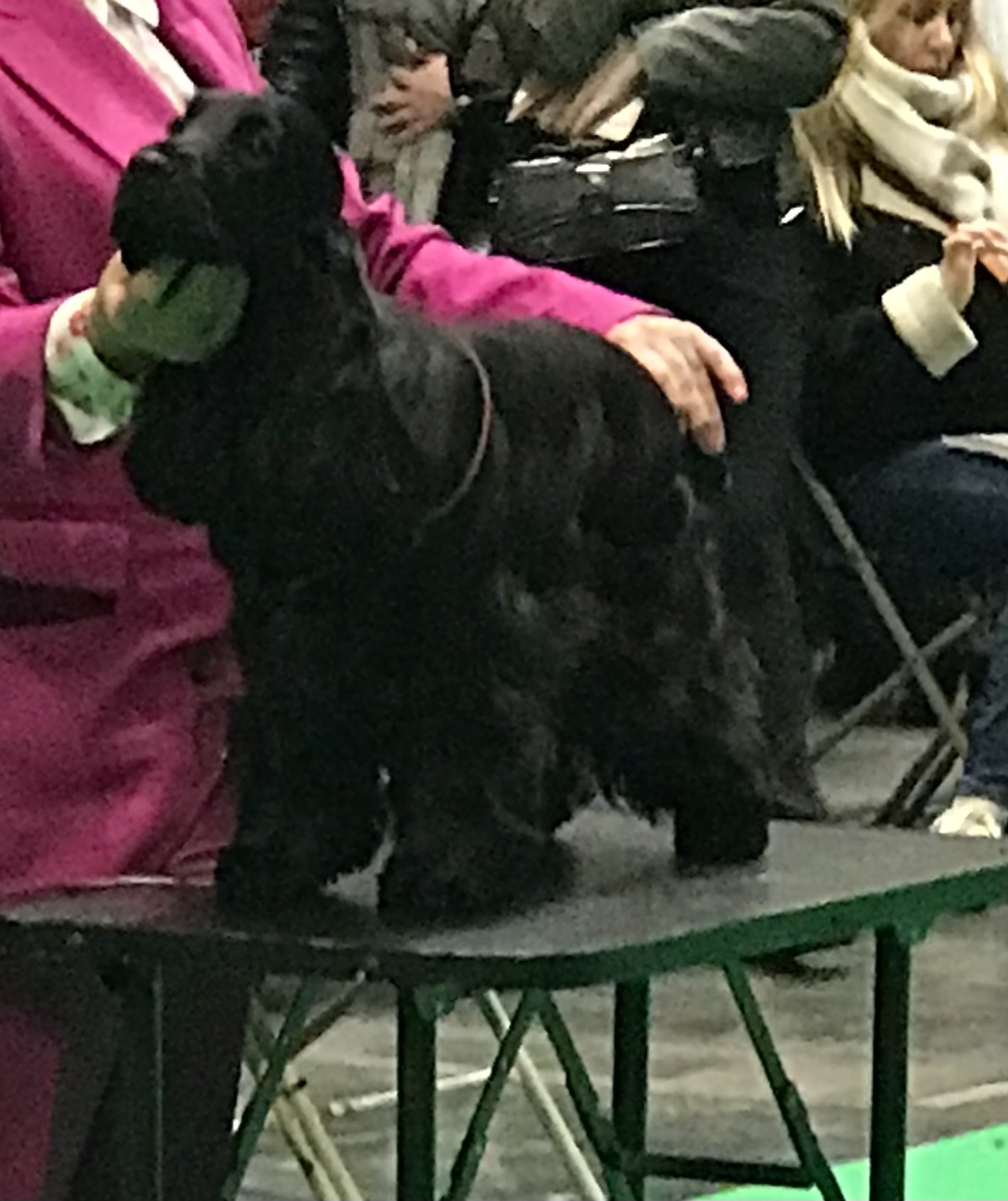 Cocker Spaniel Seattle Cocker Spaniels - Puppy Choices